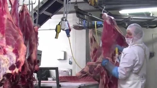 欧洲肉类加工厂疫情频发 肉类或成病毒传播新载体